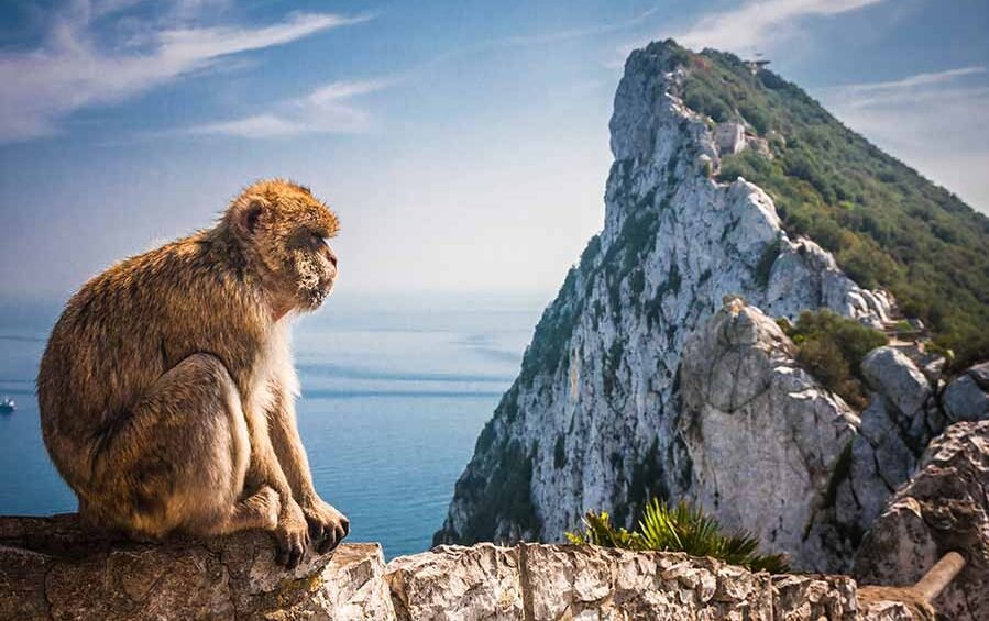 Monkeys Gibraltar Barbary Apes Den